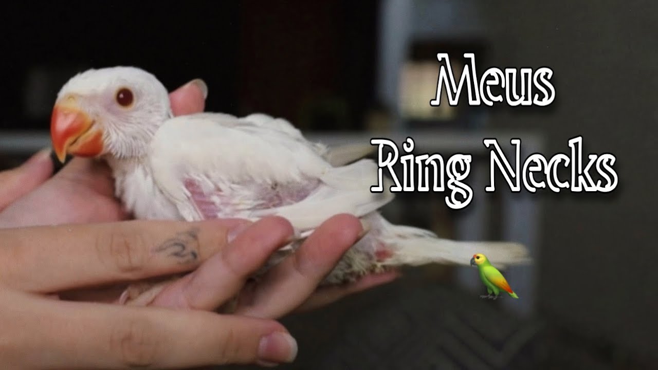 MEUS FILHOTES DE RING NECKS + Rotina