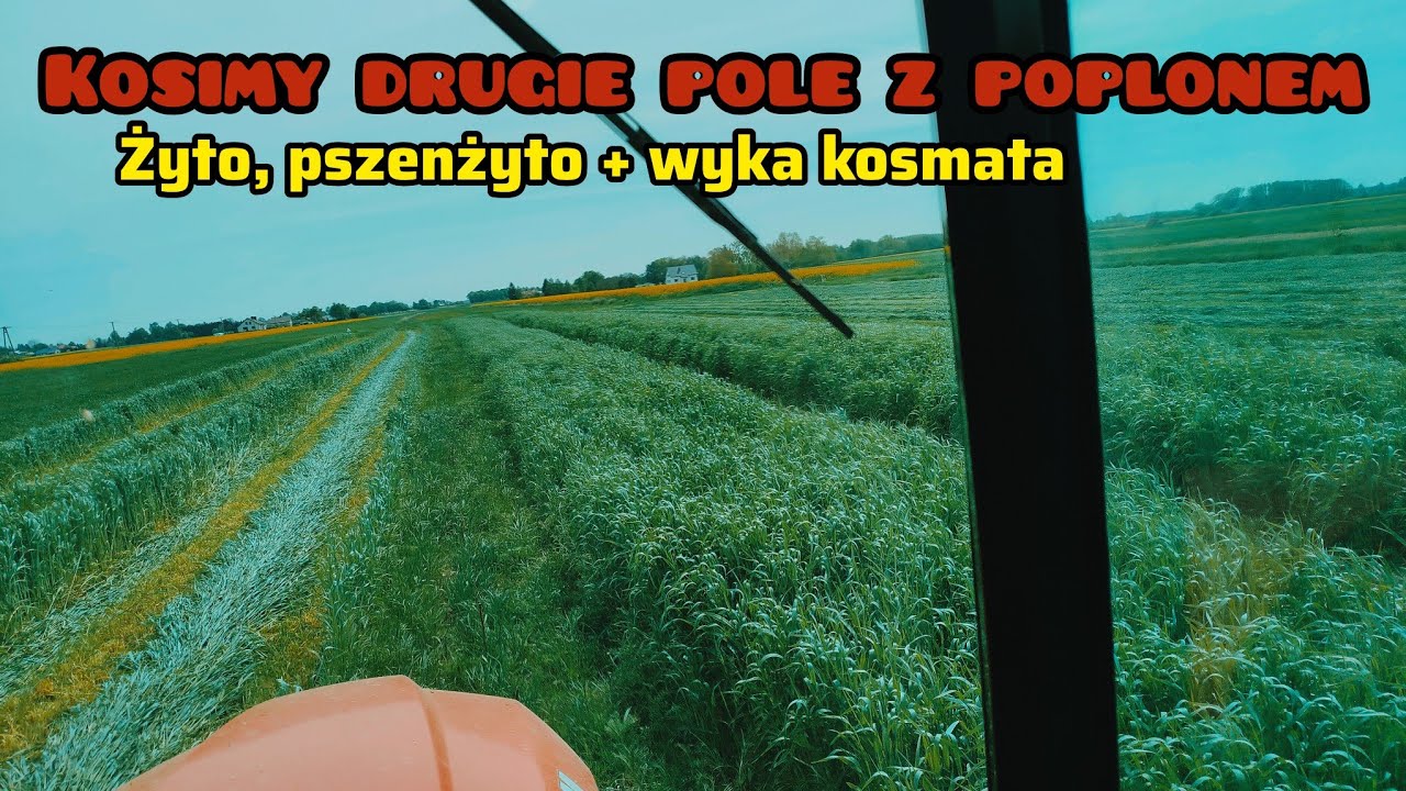 Kosimy między plon / żyto, pszenżyto+ wyka🌾 łąka po wiosennym oborniku