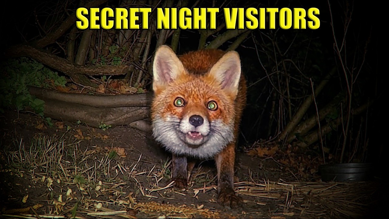 Backyard Night Vision Wildlife Camera 🦊🐈🦔
