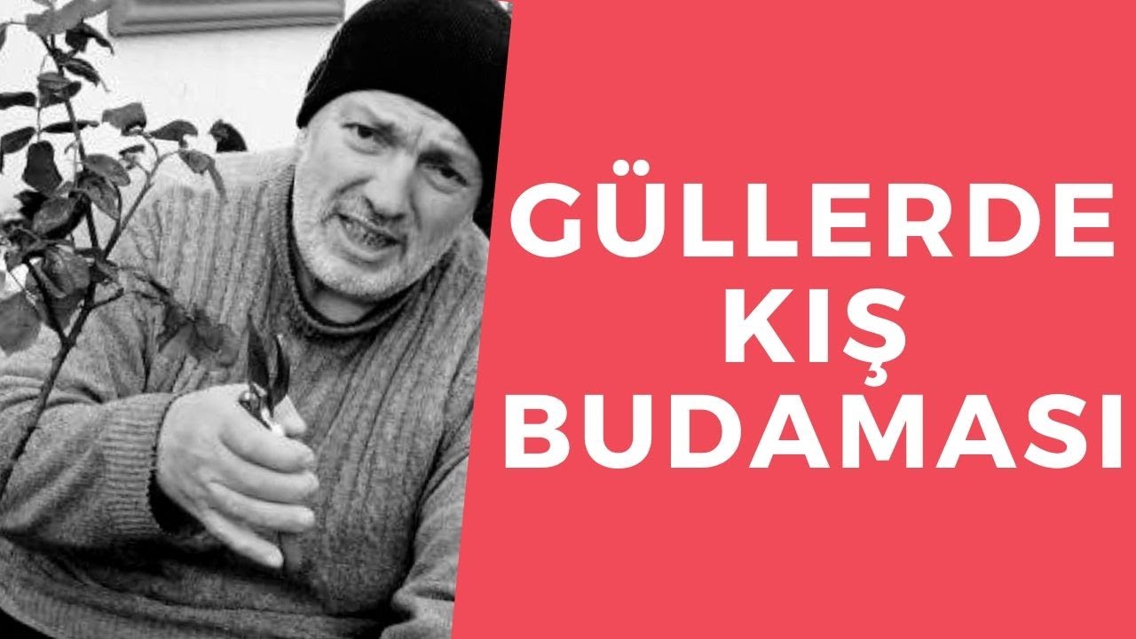 Güllerde Kış Budaması