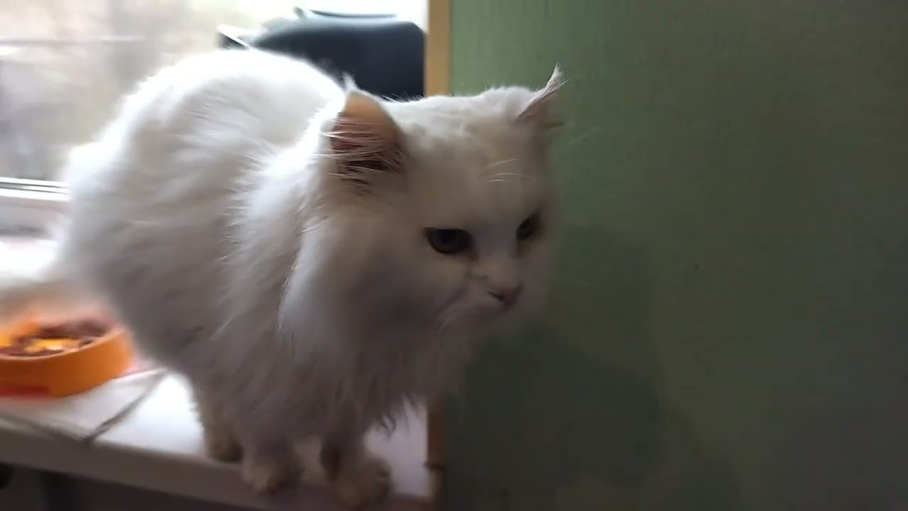 How the Cat Asks for Fish, Which Is Cooking on the Stove