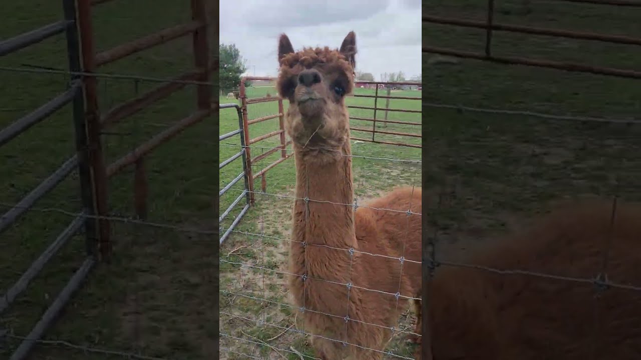 Abnormal Behavior Syndrome in Male Alpaca