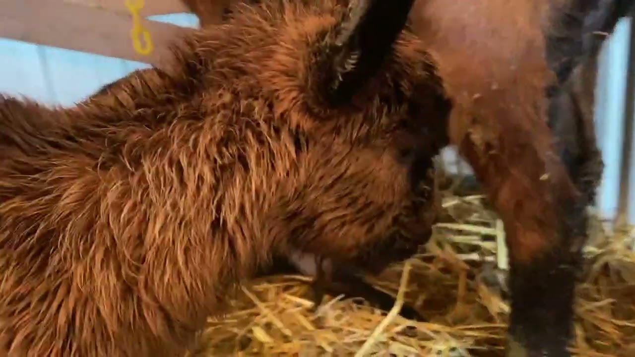 Nursing Goat Mom and Baby Goat Kids 2023. Oberhasli dairy goat and twin baby gota kids.
