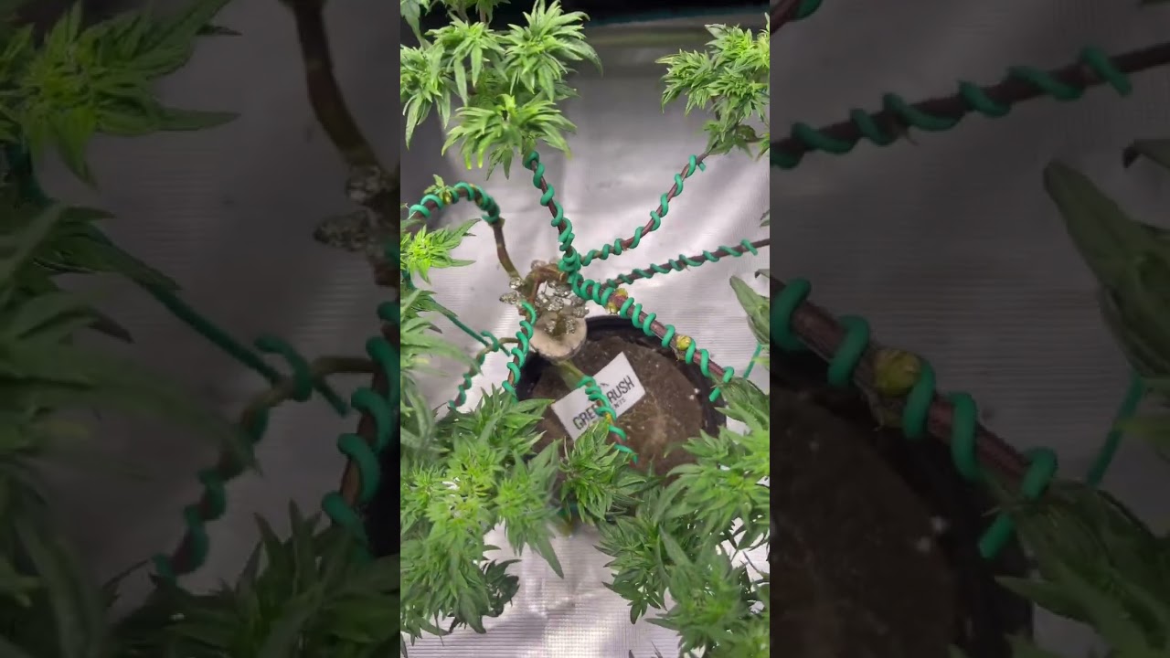 FREAKSAI 🌳 Canna Bonsai Tree 140 days old #freakshow  #bonsai  #shortsvideo  #greenrush Bloom Time