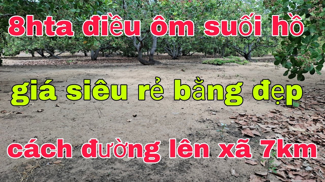 Cần 8hta điều và đất trống ôm suối xe bán tải tới nơi đất đen thịt ace quan tâm lh 0905351444