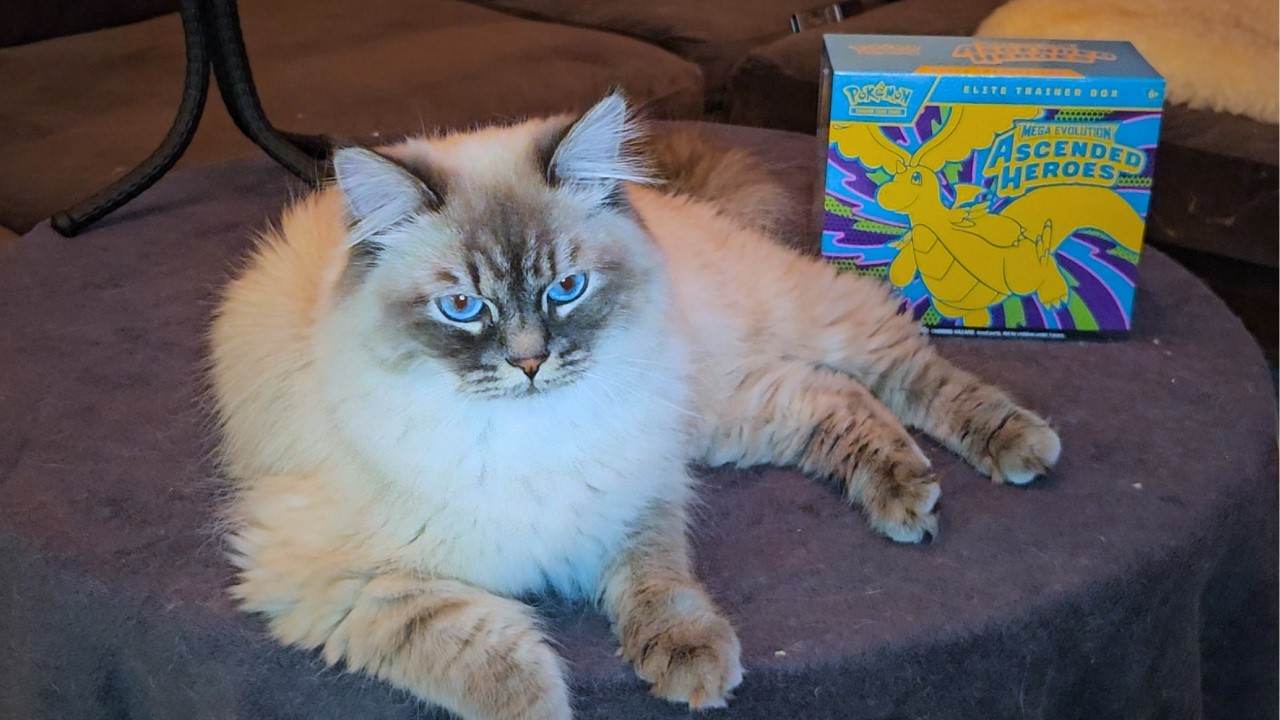 Opening Ascended Heroes ETB With My Cats 😺 DON’T RIP THEM