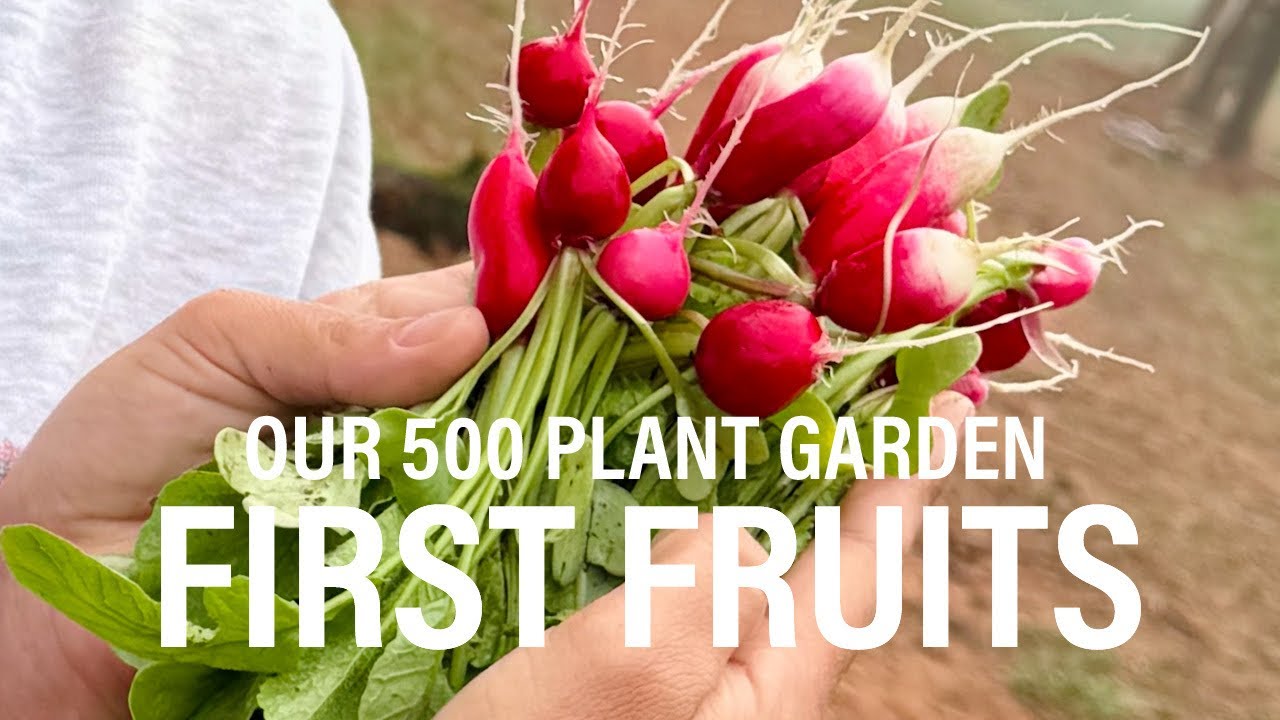 Radishes Are HERE!