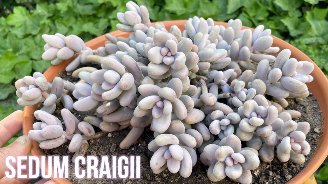 SEDUM CRAIGII 💜 | Cuidados