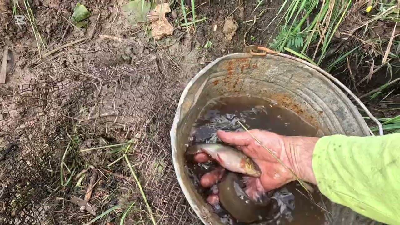 Mano sodyba miške. 1 dalis.Užkasinėjam seną prūdą sodyboj.Surinkom visą žuvį.