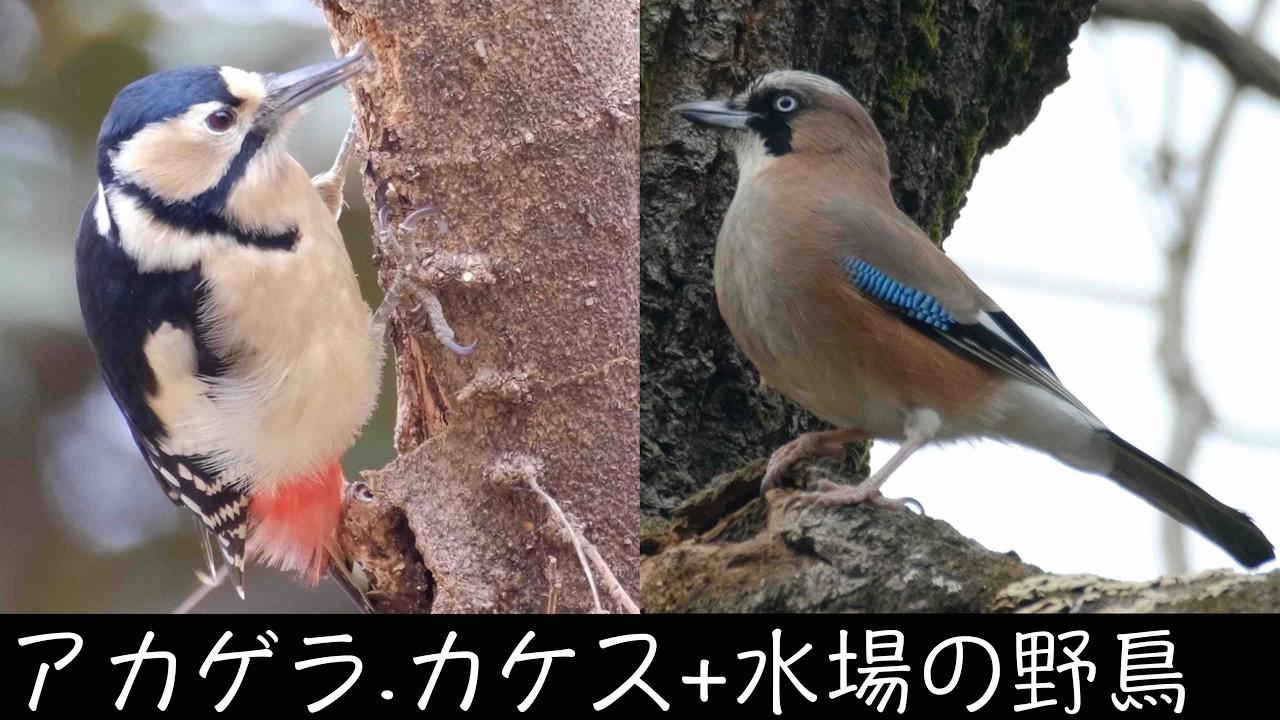 2月24日 目的の野鳥は駄目だったがそれでも面白い秋ヶ瀬公園