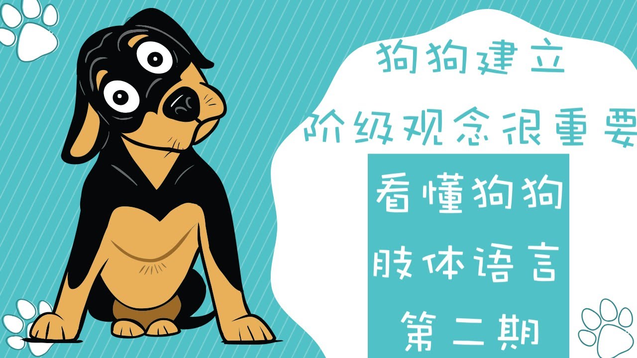 狗狗建立阶级观念真的很重要，看懂狗狗肢体语言第二期