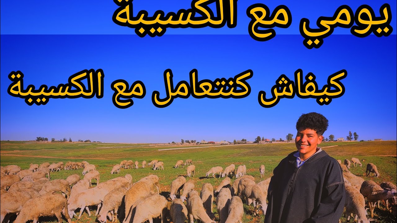 كيفاش كنتعامل مع الكسيبة من الصباح حتى الصباح دخل تستفاد. (ما.ت ليا خروف)