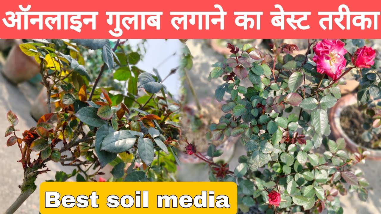 Online Rose Plants Potting in Cinder Media | Best Soil media for Rose...