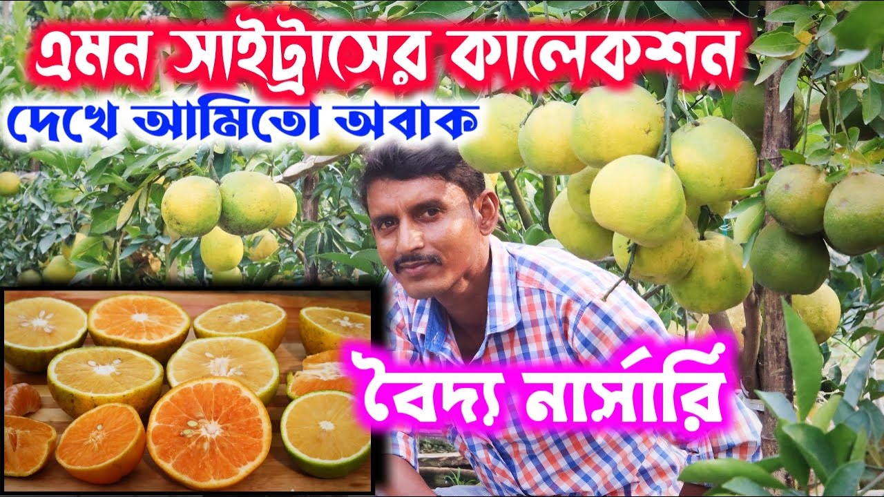 এমন সাইট্রাসের কালেকশন আমি আগে কোথাও দেখিনি অবাক করা কমলা মাল্টা মৌসম্বির কালেকশন এই বৈদ্য নার্সারিত
