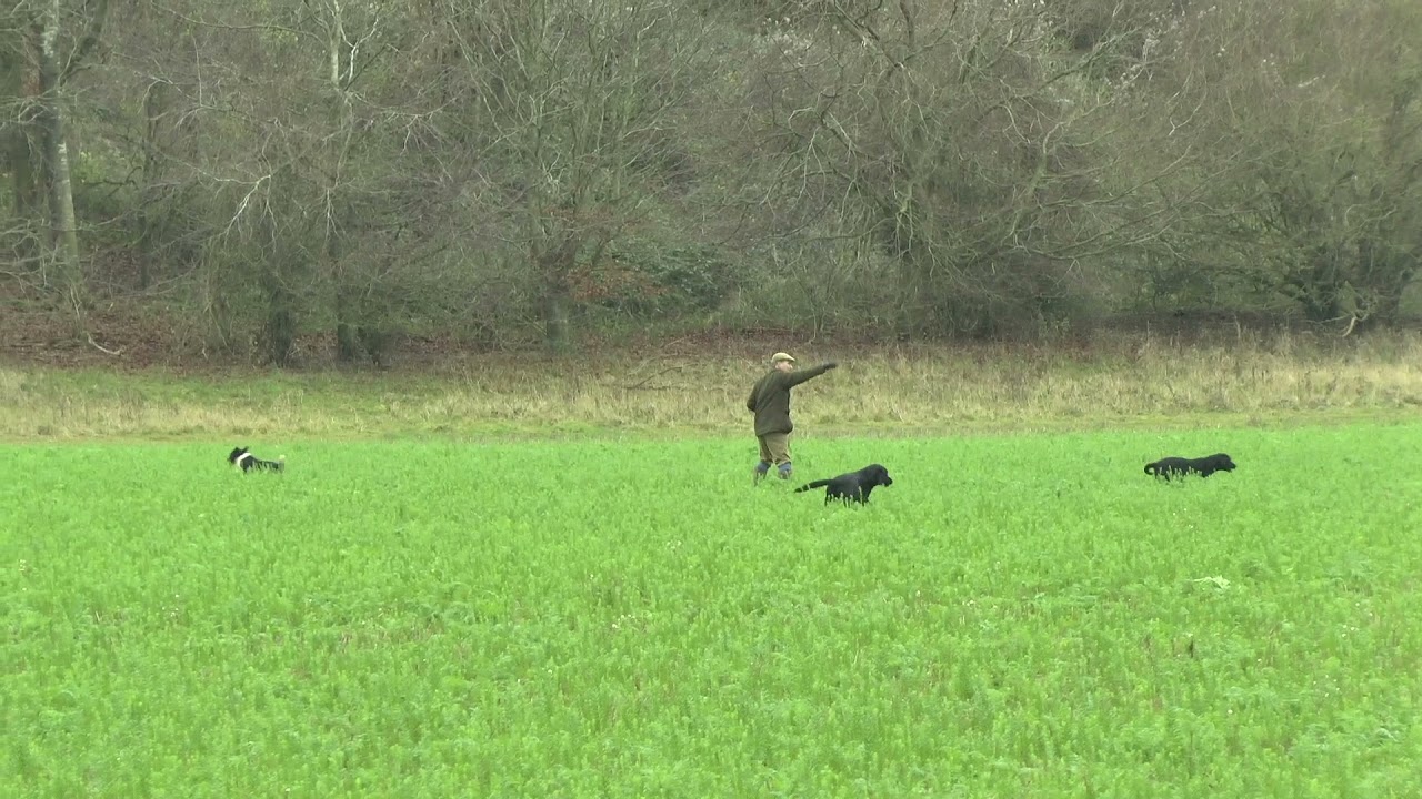 Shotaway Films ''Bruce's Day'' Driven Game Shooting.HD 1080p