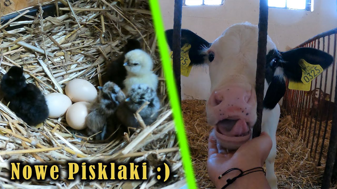 Kupujemy Krówkę ? - KOLEJNE LĘGI !!! 19 PISKLAKÓW :)
