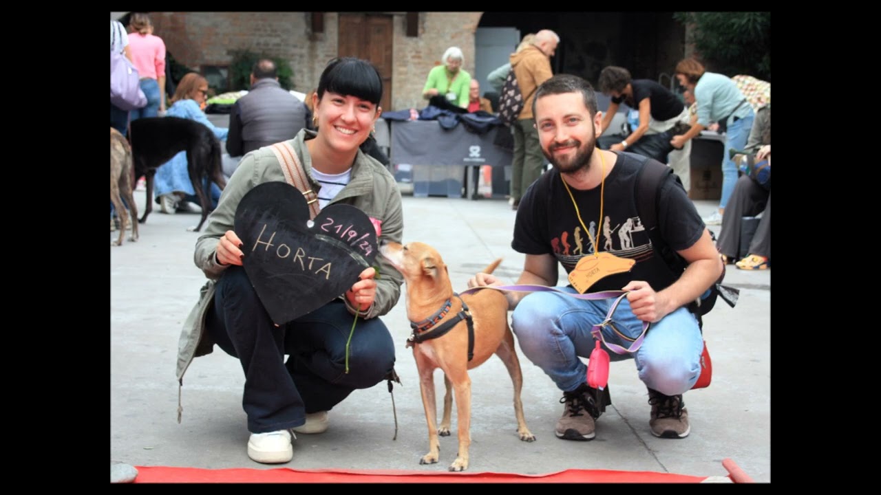 SOS Levrieri , consegna di grehound e galgo del 21 settembre 2024