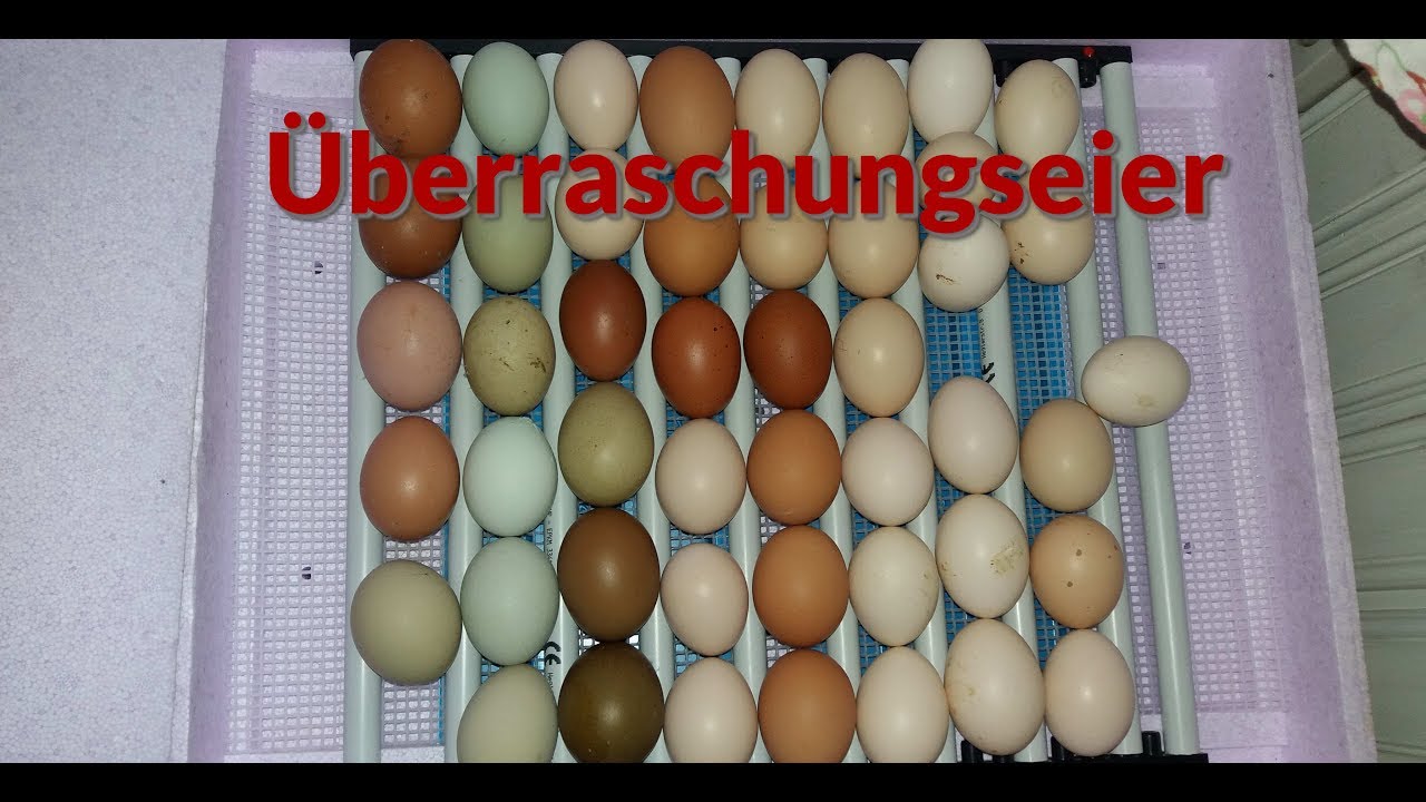 Küken Schlupf Nr. 3 Überraschungseier und  Schwedische Blumenhühner