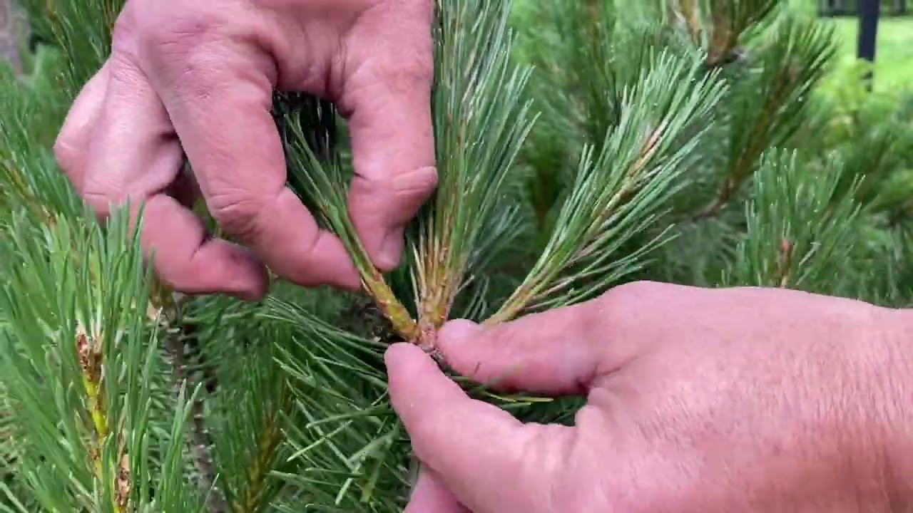 Ricci's Landscape Management Candling Procedure Part 1