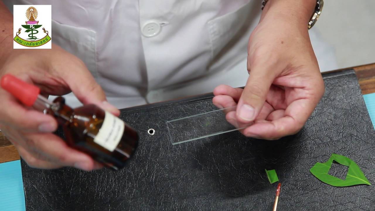 EP 2 2 leaf cross sectioning technique