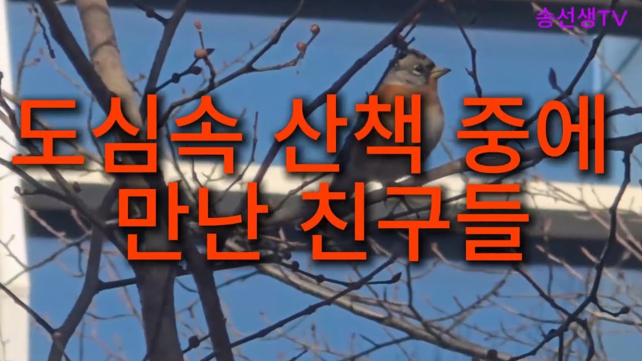 “도심 한가운데서 새를 만났습니다 | 송도 1시간 산책”