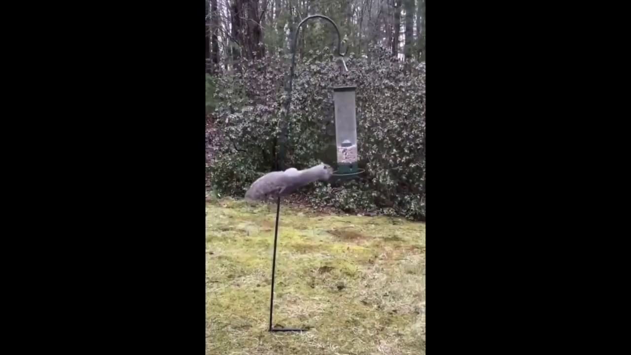 Fiona Apple &ndash; Never is a Promise (Squirrel-Proof Bird Feeder)