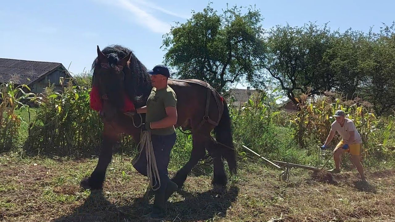 🚨🥵🤯Добриня відкриває🫣 сезон збирання картоплі🥔🍟🍀