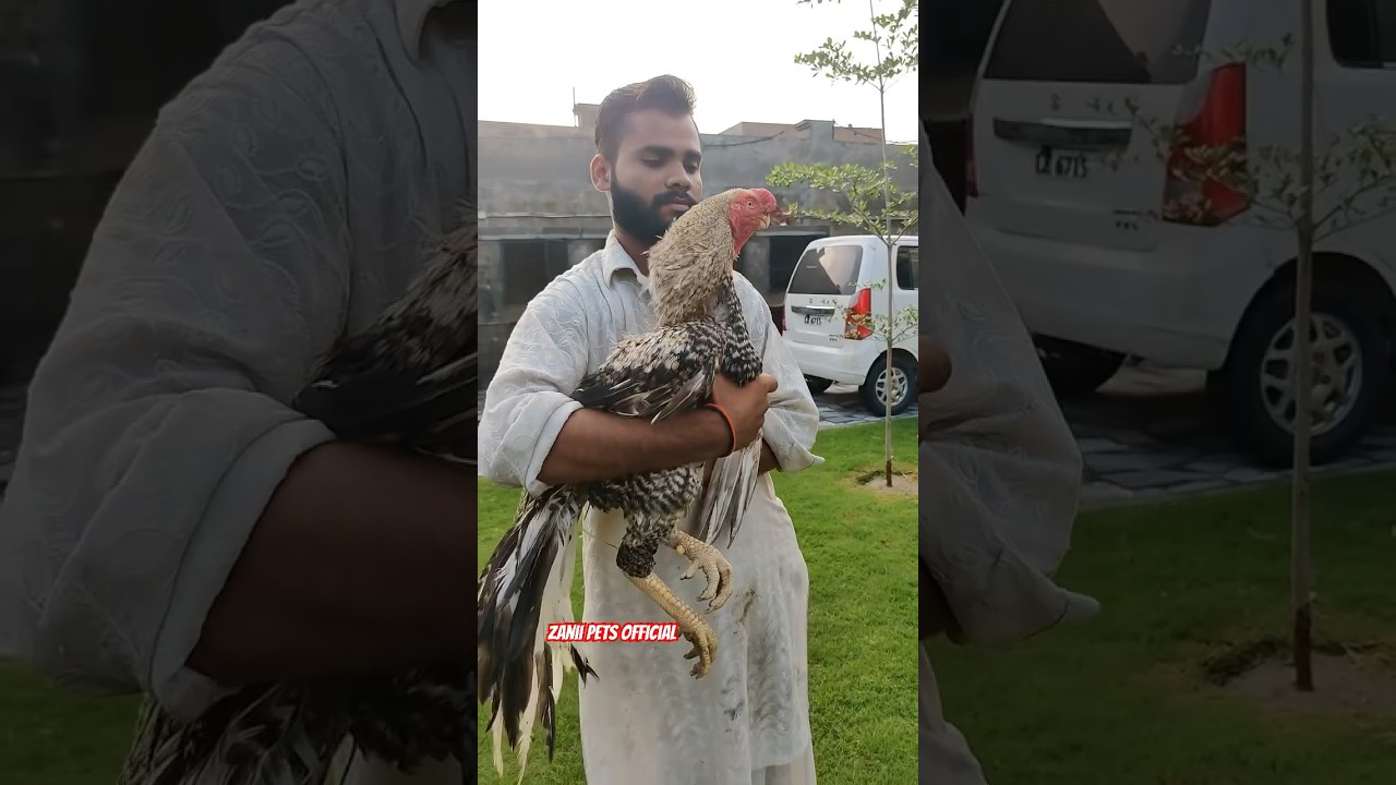 MashaAllah..😍 Parrot Beak Aseels Setup..❤️🔥 #aseel #chicken #pets #shortsfeed #viralshorts
