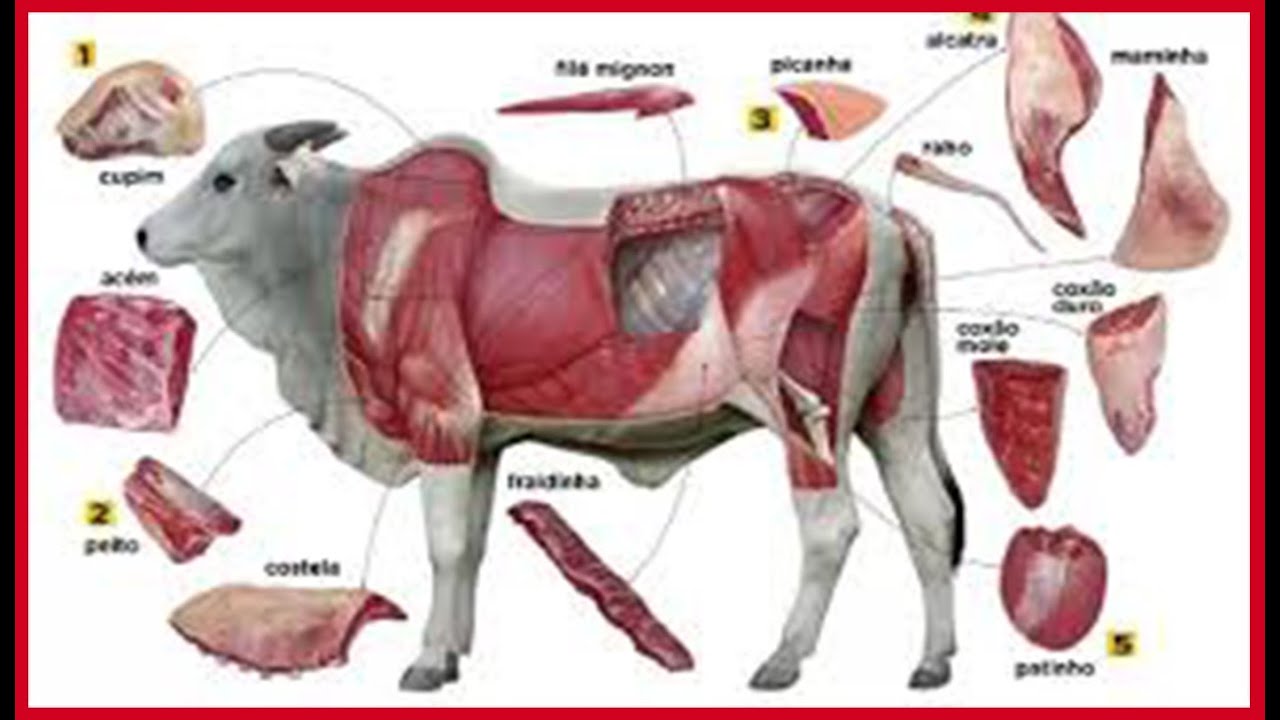 APRENDENDO &Aacute; COMPRAR CARNE BOA E BARATO