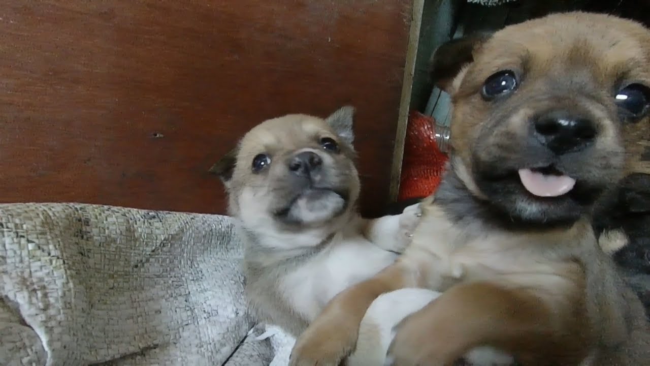 Little puppies want to play