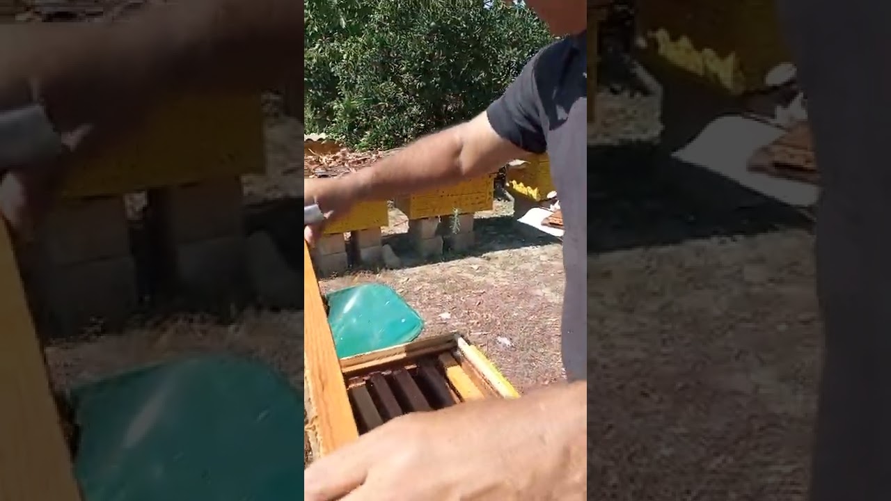Erkəyləşmiş arı ailəsini normal arı ailəsi ilə birləşdirilməsinin asan yolu