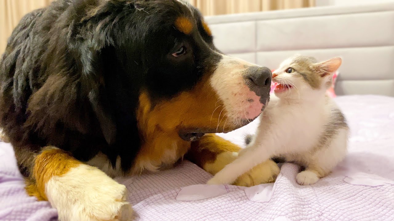 Bernese Mountain Dog Meets New Baby Kitten for the First Time