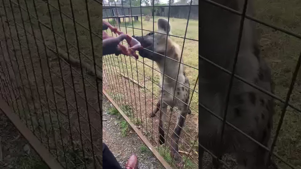 Feeding a hyena
