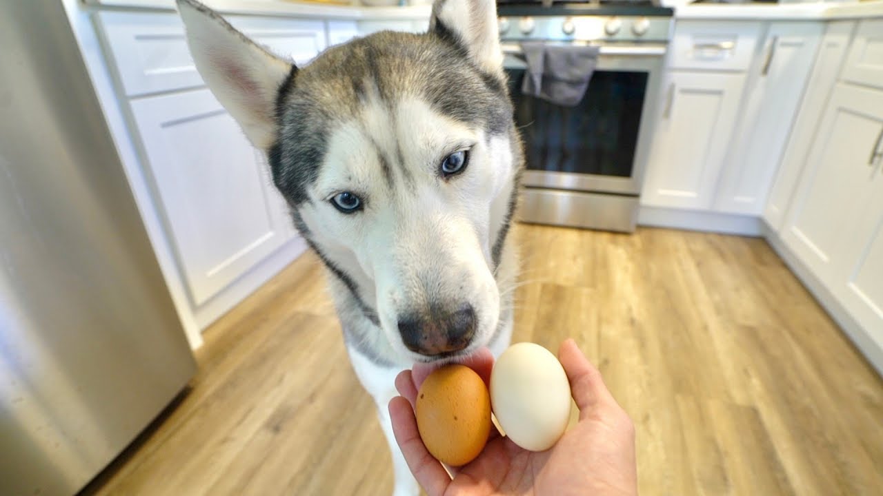 Do Dogs Prefer Raw Chicken Egg or Duck Eggs?