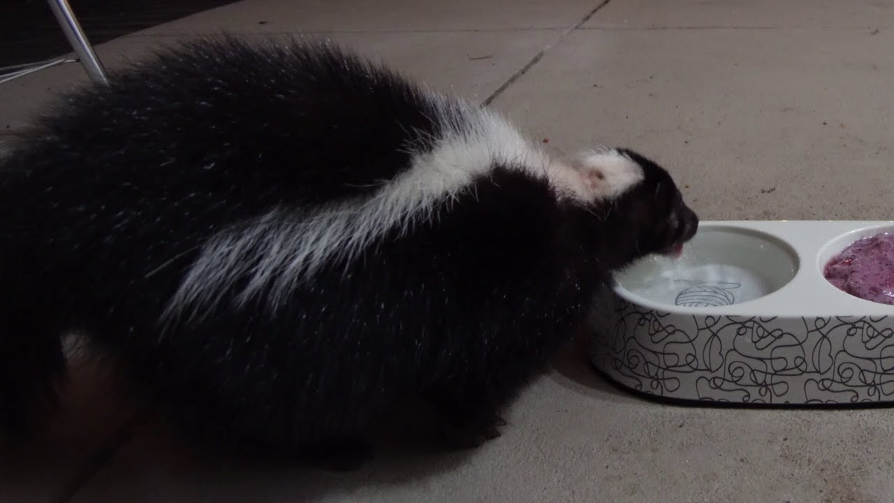 Strange Cat Drinking Water