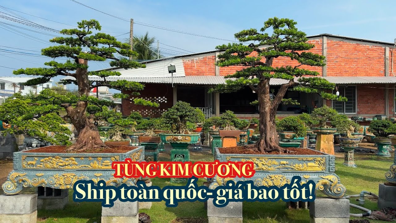 (Ngày24-2) Tùng kim cương hàng lớn giao lưu 