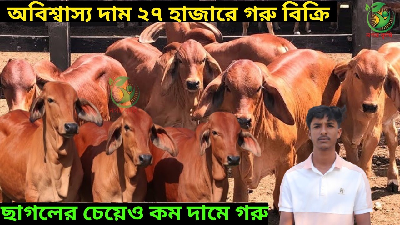 অবিশ্বাস্য দাম ২৭ হাজারে বাহামা গরু বিক্রি ! শরিফ ভাইয়ের ছাগলের চেয়েও কম দামে গরু কিনুন। krishi tv