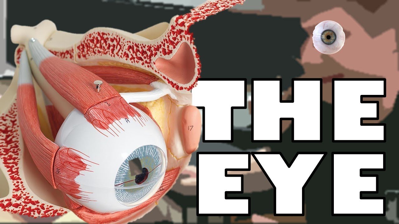 Eye Model (with subtitles)