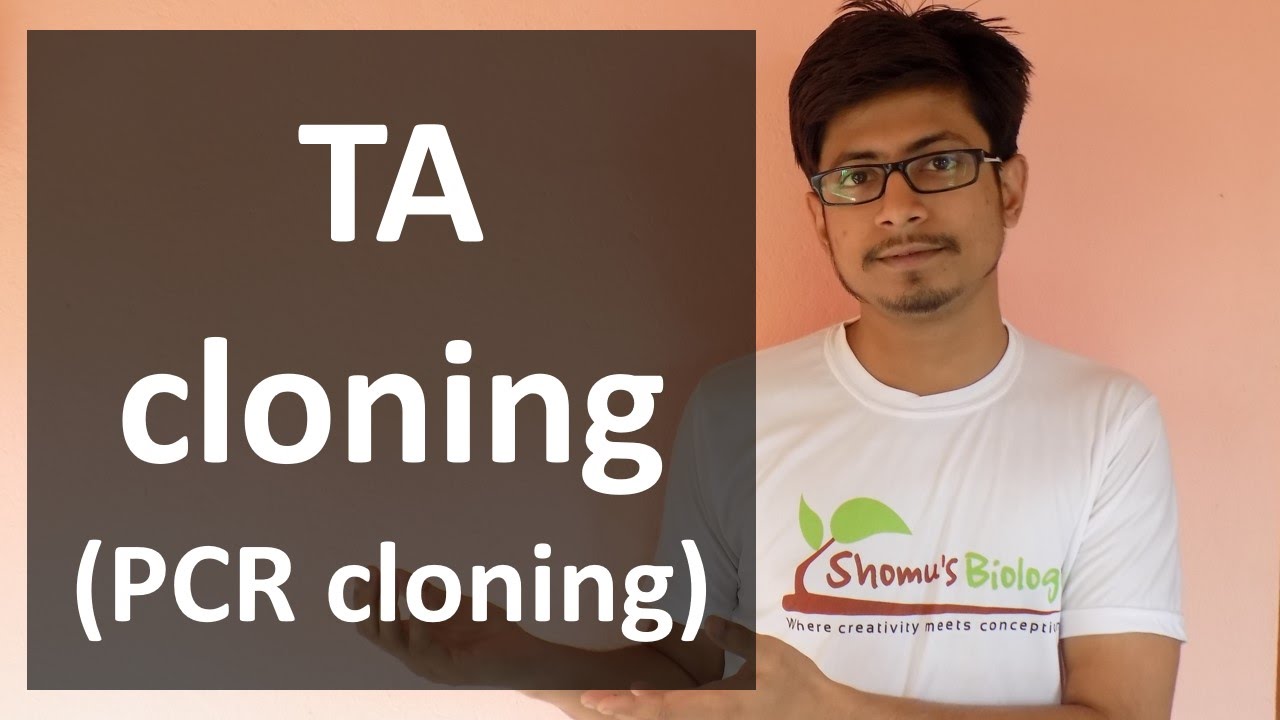 TA Cloning (PCR cloning)