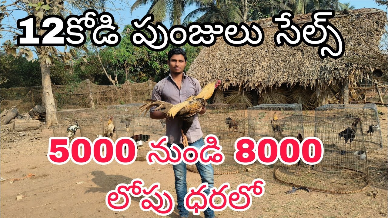 9100371557 పూర్తి వివరాలకు వాట్సాప్ ఓన్లీ ట్రాన్స్పోర్ట్ సదుపాయము ఉంది 27/1/2026