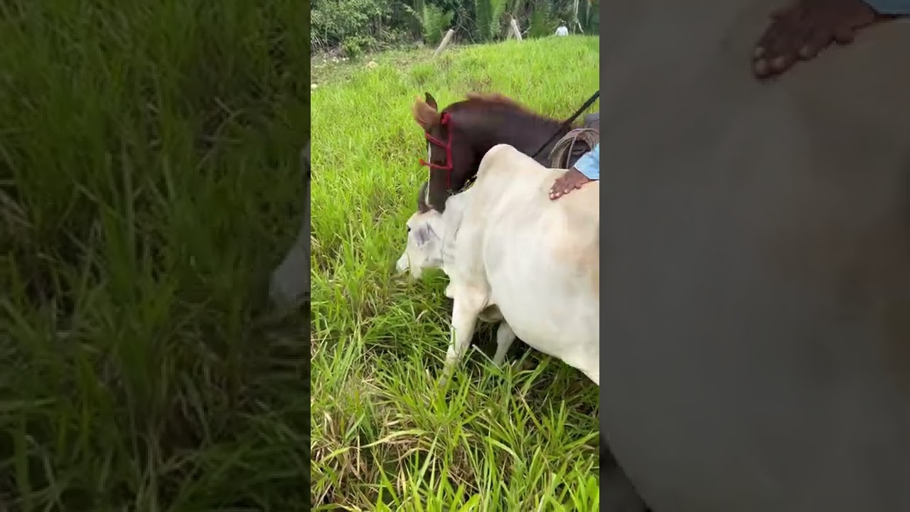 Cavalo garanh&atilde;o morde vaca. Pitbull?