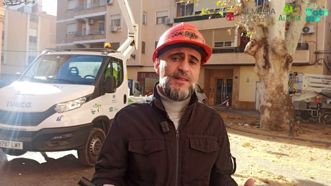 Poda del ejemplar de Platanus hispanica de la Plaza del Pino de Almería