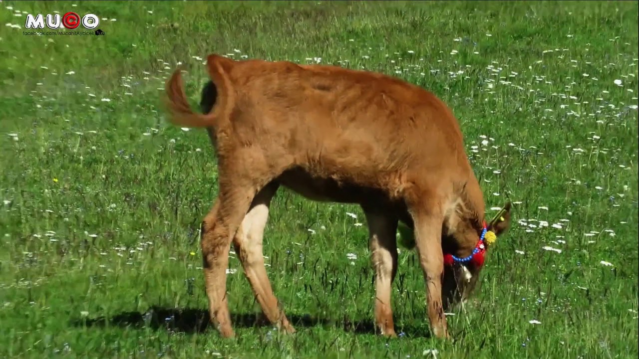 Araklı Yaylaları   Çimen Yayla'dan Zuvaş Yaylası'na, www.araklimanset.com