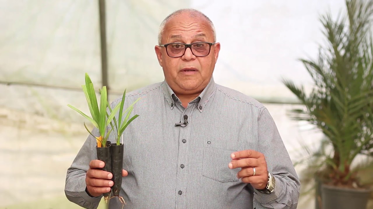 الحلقة السابعة: الرى المناسب لنخيل التمور و البلح