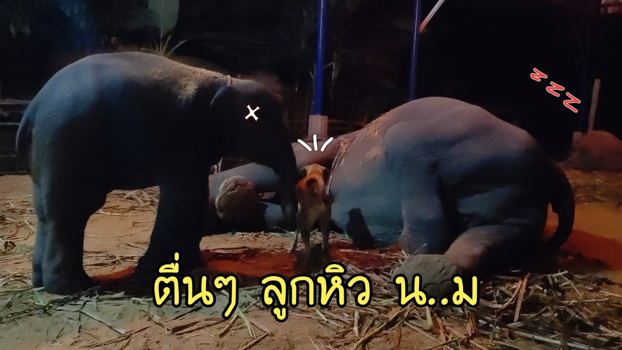 พี่กาแฟแสนรู้มาปลุกแม่ต่าย..ใบข้าวหิว น...ม.