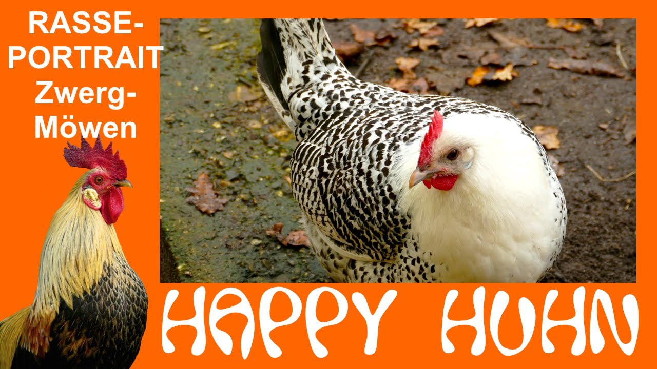 E133 Ostfriesische Zwerg-Möwen im Rasseportrait bei HAPPY HUHN - Zwerghühner, Sprenkelhühner, Hühner