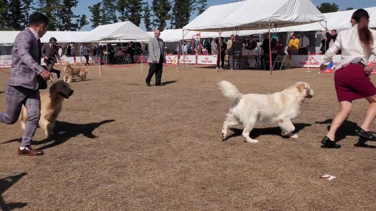 2026/2/28三重県クラブ連合会展 ゴールデンレトリバー 浜名湖渚園 牝ﾍﾞﾃﾗﾝビス、牡ﾁｬﾝﾋﾟｵﾝシェルビー、牝ｵｰﾌﾟﾝ シンディー、牝 ﾁｬﾝﾋﾟｵﾝイロハ #三重県クラブ連合会展
