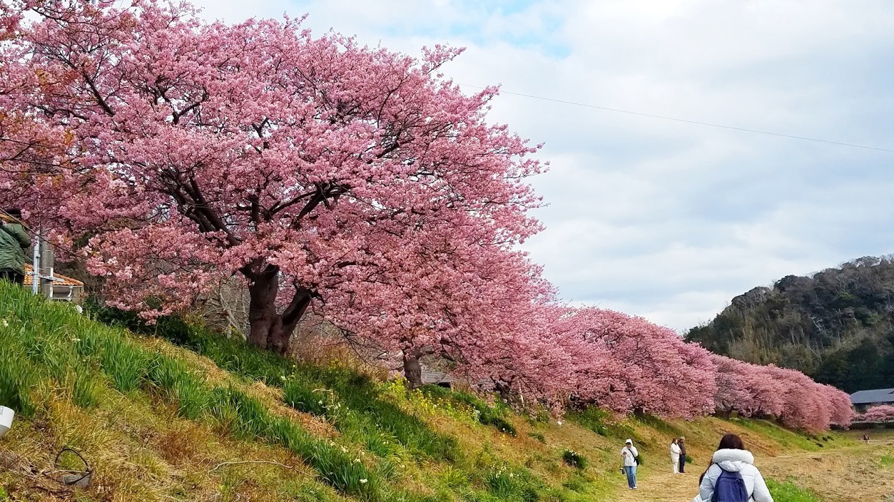 みなみの桜 2026 02 17
