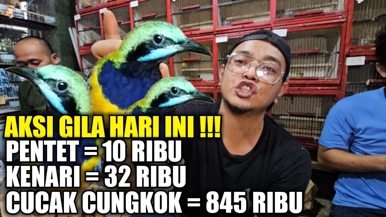 PALING GILAA !!! AKSI NEKAD KIOS ALHAMDULILLAH OBRAL RATUSAN BURUNG HARI INI DIBAWAH HARGA PASARAN