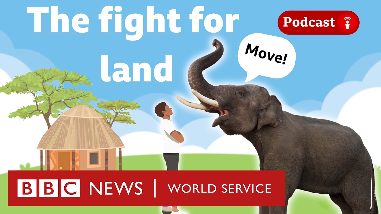 Why humans and wild animals are clashing - What in the World podcast, BBC World Service
